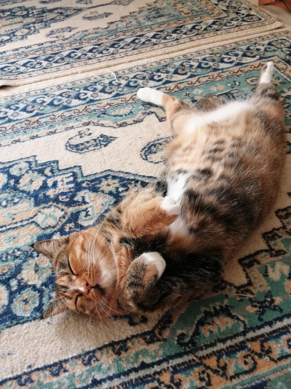 Фото В снегу и за рулем: в Новосибирске опубликовано свыше 50 фото милых питомцев к Дню кошек 5 - Сиб.ФМ Фото В снегу и за рулем: в Новосибирске опубликовано свыше 50 фото милых питомцев к Дню кошек 5